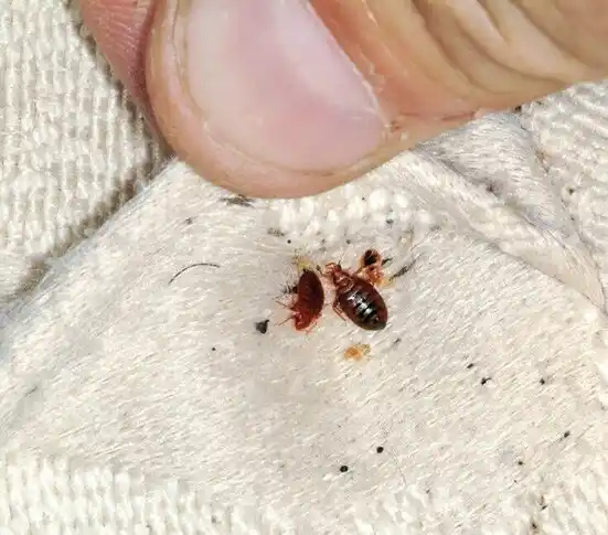 pest control Mission Hills